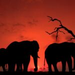 Walking Safari Armed Ranger Kenya: What to Expect