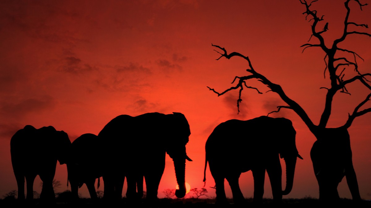 Walking Safari Armed Ranger Kenya: What to Expect