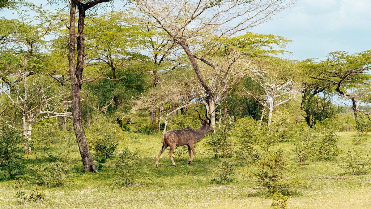 Walking Safari Armed Ranger Kenya: What to Expect - photo 2