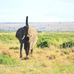 Wedding Anniversary Safari Trip Kenya: Planning Guide