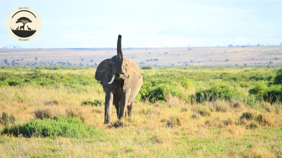 Wedding Anniversary Safari Trip Kenya: Planning Guide