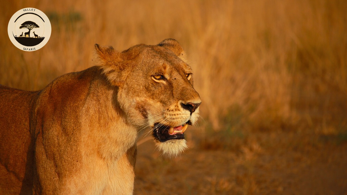 Wedding Anniversary Safari Trip Kenya: Planning Guide - photo 1