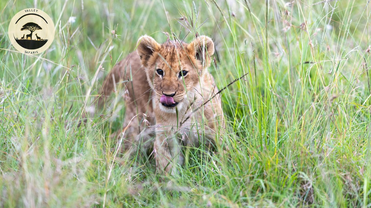 Wedding Anniversary Safari Trip Kenya: Planning Guide - photo 2