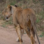 Weekend Safari from Nairobi for Expats: Full Guide