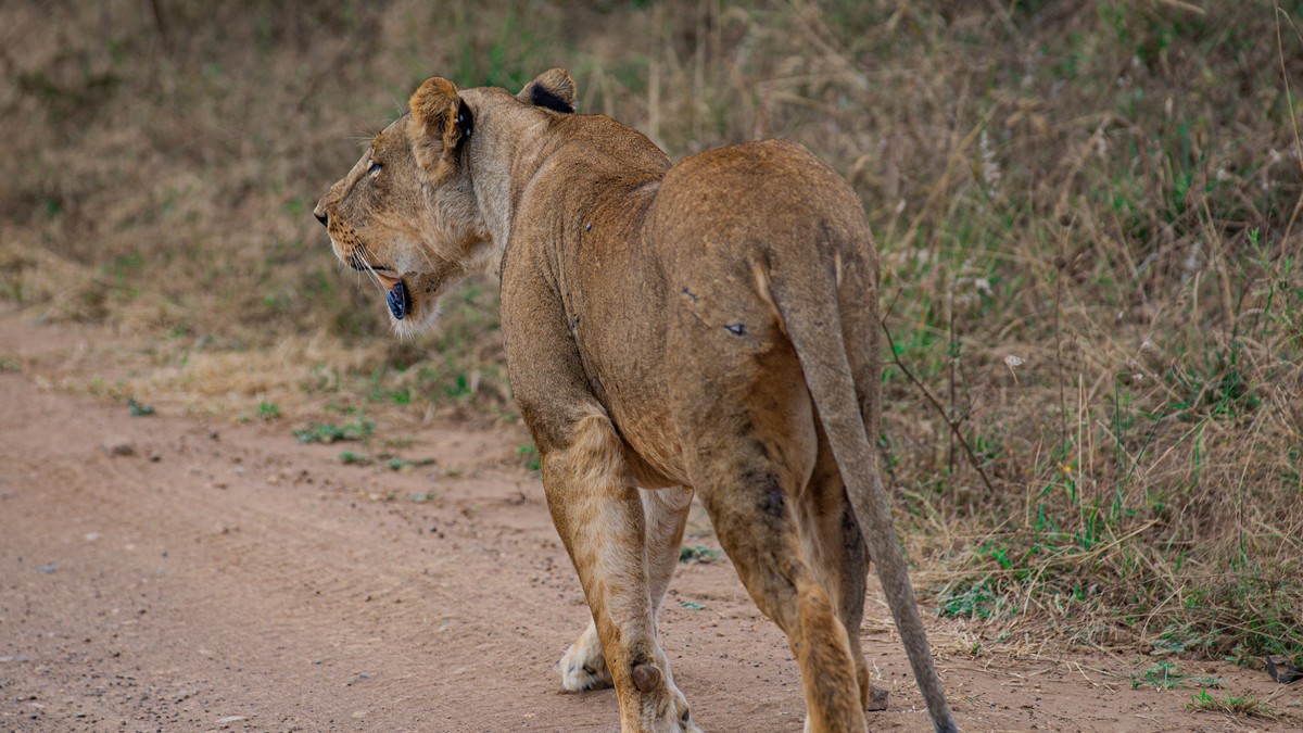 Weekend Safari from Nairobi for Expats: Full Guide