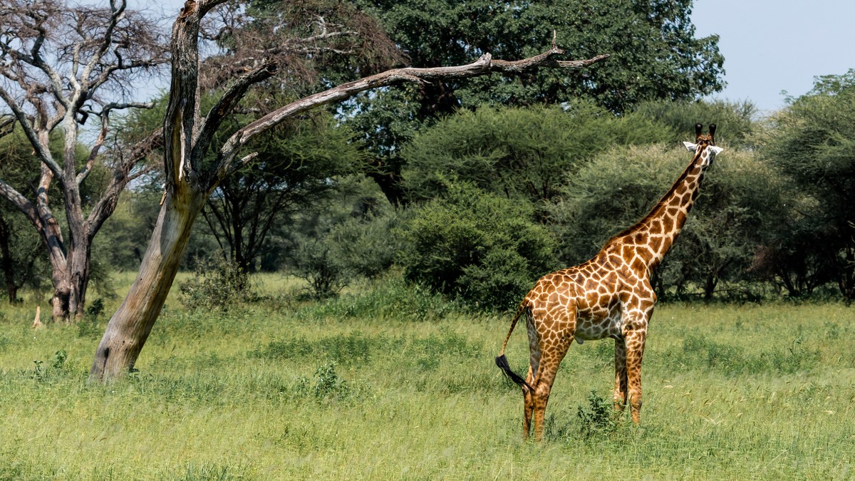 Weekend Safari from Nairobi for Expats: Full Guide - photo 1