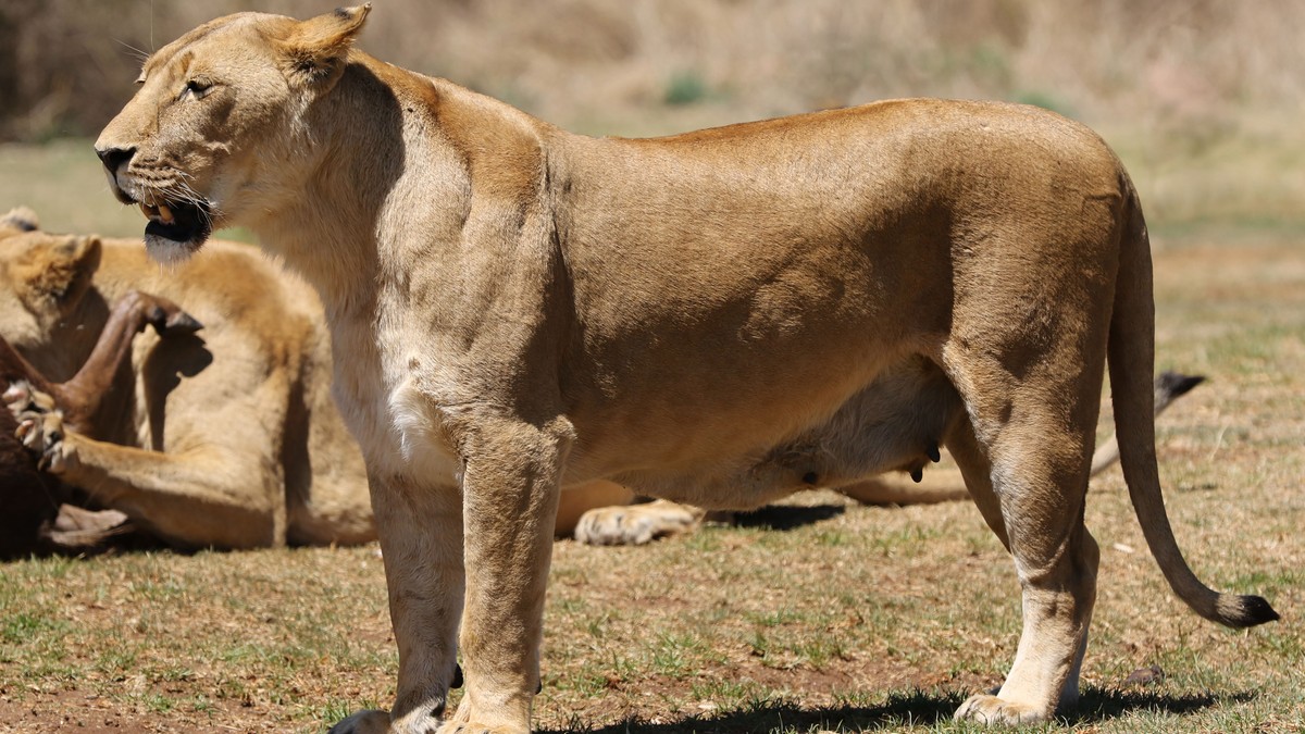 Weekend Safari from Nairobi for Expats: Full Guide - photo 2