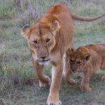 Where to See the Big Five in Kenya: A Park Guide