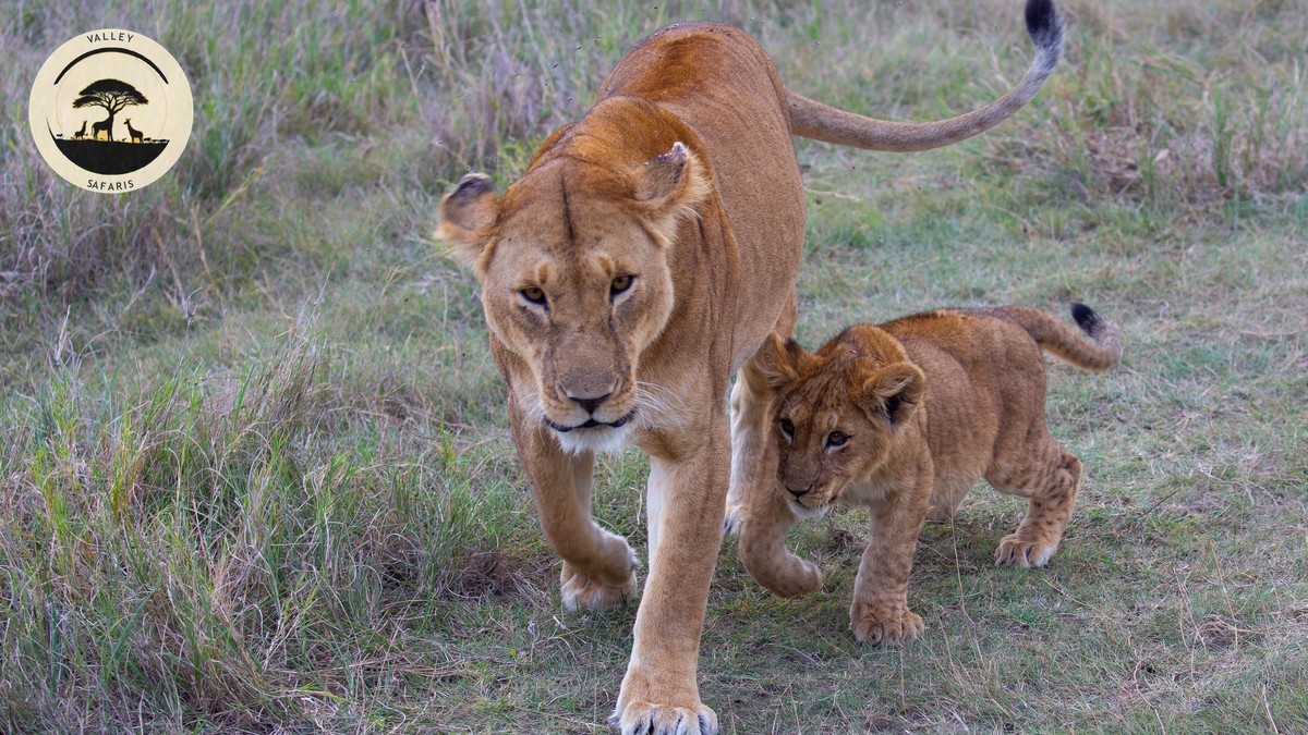 Where to See the Big Five in Kenya: A Park Guide