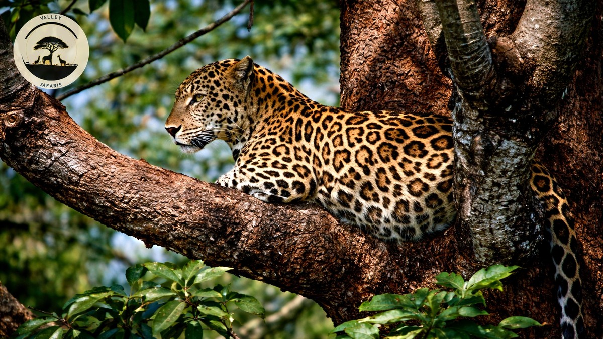 Where to See the Big Five in Kenya: A Park Guide - photo 1