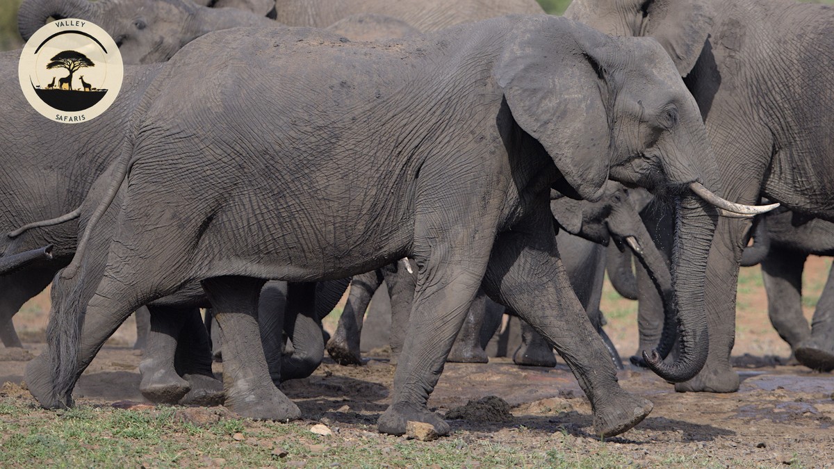 Where to See the Big Five in Kenya: A Park Guide - photo 2