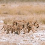 Why Kenya's Lions Wear GPS Collars: A Safari Guide