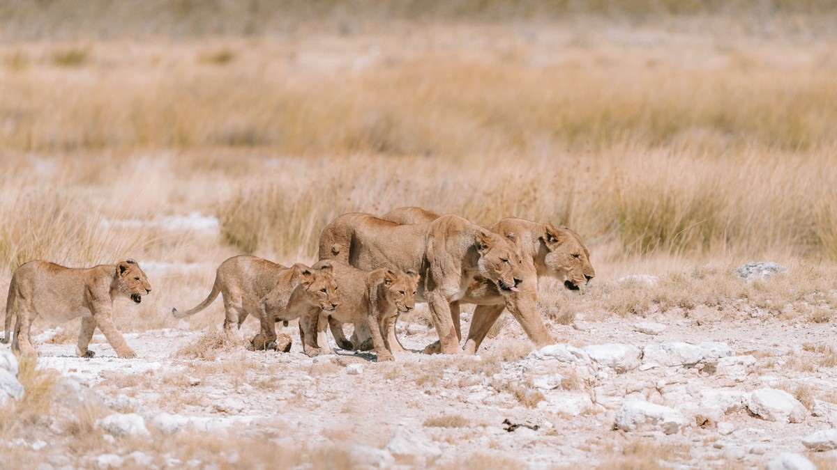 Why Kenya's Lions Wear GPS Collars: A Safari Guide