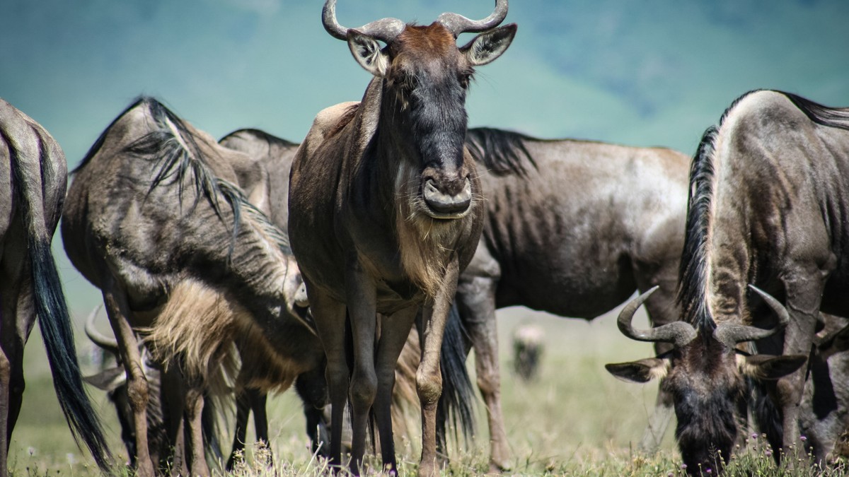 Why Kenya's Lions Wear GPS Collars: A Safari Guide - photo 1
