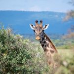 Why Kenya Safari Prices Are Rising in 2026