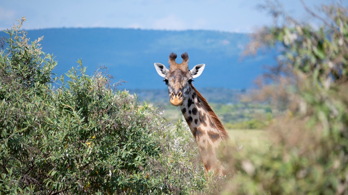 Why Kenya Safari Prices Are Rising in 2026