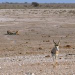 Why Lions Ignore Safari Vehicles, Explained