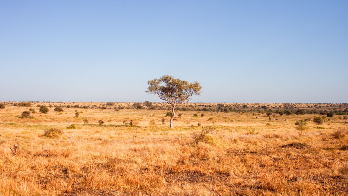 Why Lions Ignore Safari Vehicles, Explained - photo 2