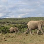 Why Are Tsavo's Elephants Red? The Real Reason