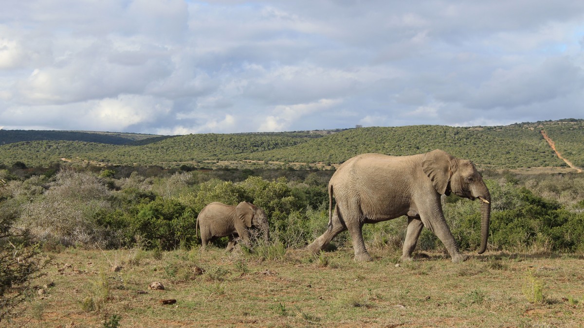 Why Are Tsavo's Elephants Red? The Real Reason
