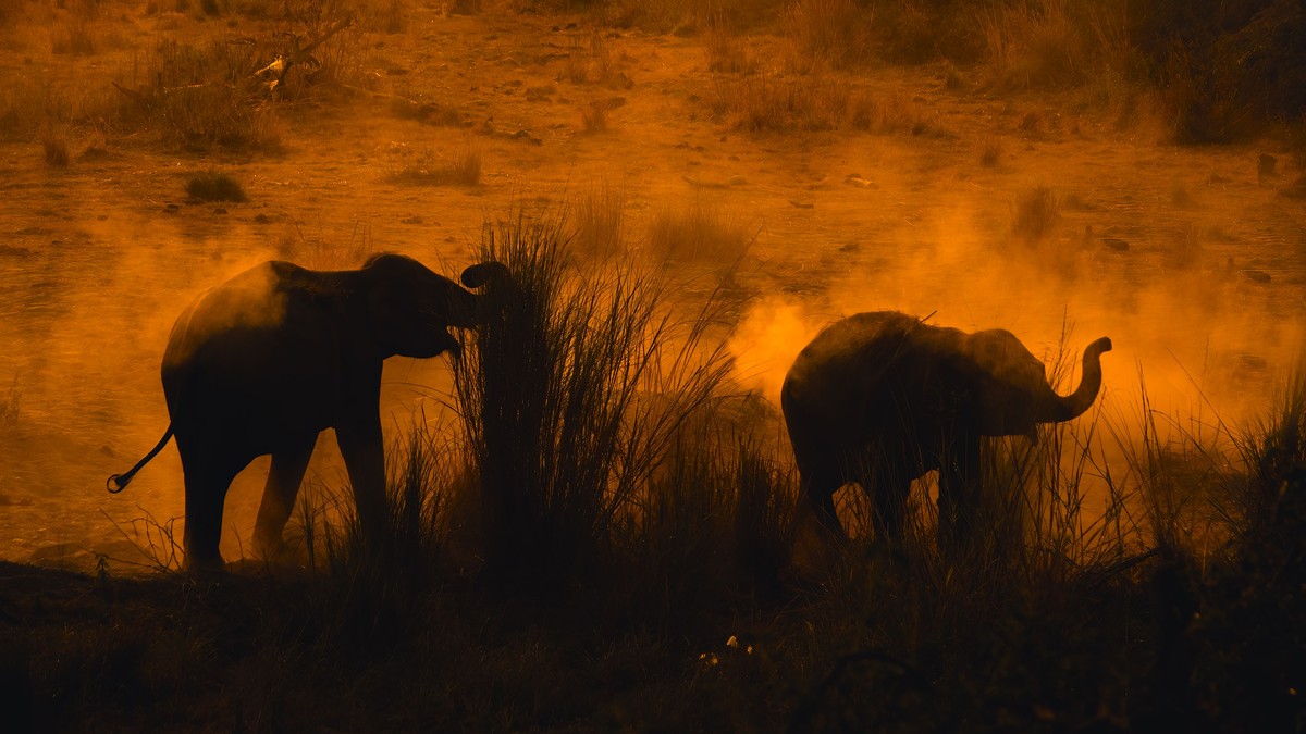 Why Are Tsavo's Elephants Red? The Real Reason - photo 1