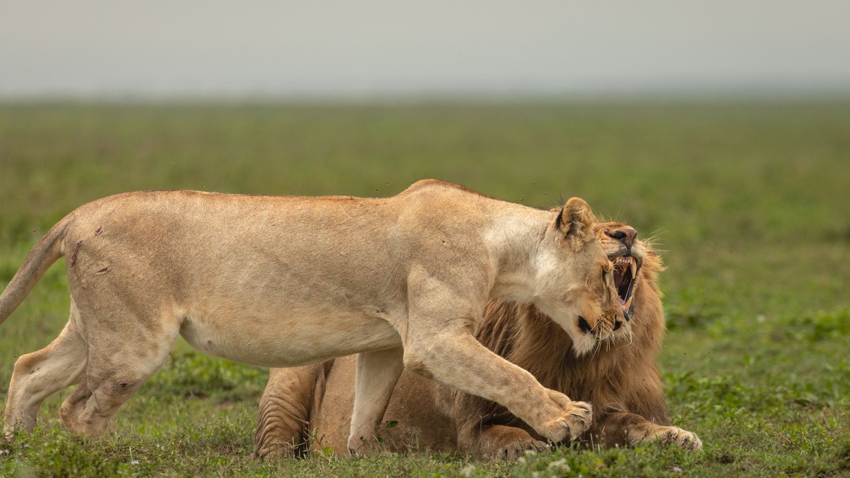 Why Are Tsavo's Elephants Red? The Real Reason - photo 2