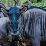 Wildebeest Migration Live Tracker: How to Use It Right