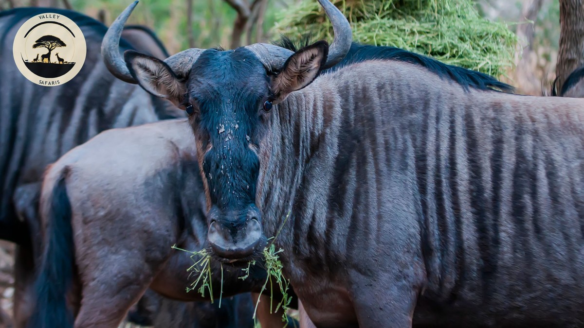 Wildebeest Migration Live Tracker: How to Use It Right