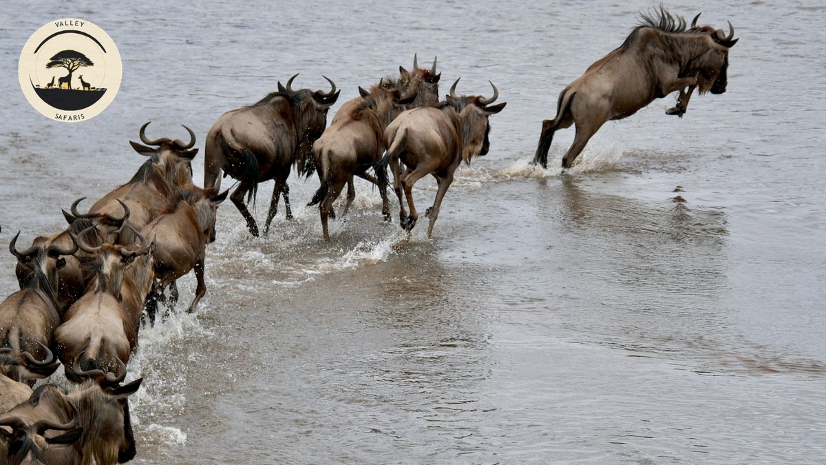Wildebeest Migration Live Tracker: How to Use It Right - photo 1