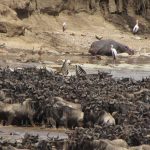 Wildebeest Migration Tracker: Live Location Guide