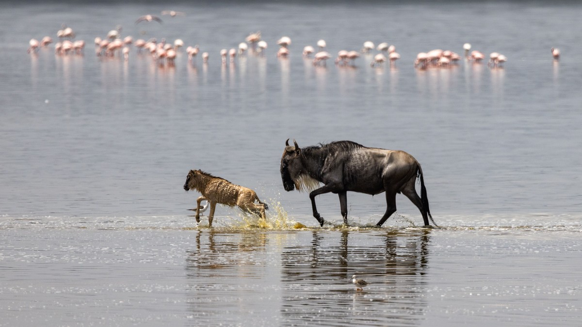 Wildebeest Migration Tracker: Live Location Guide - photo 1