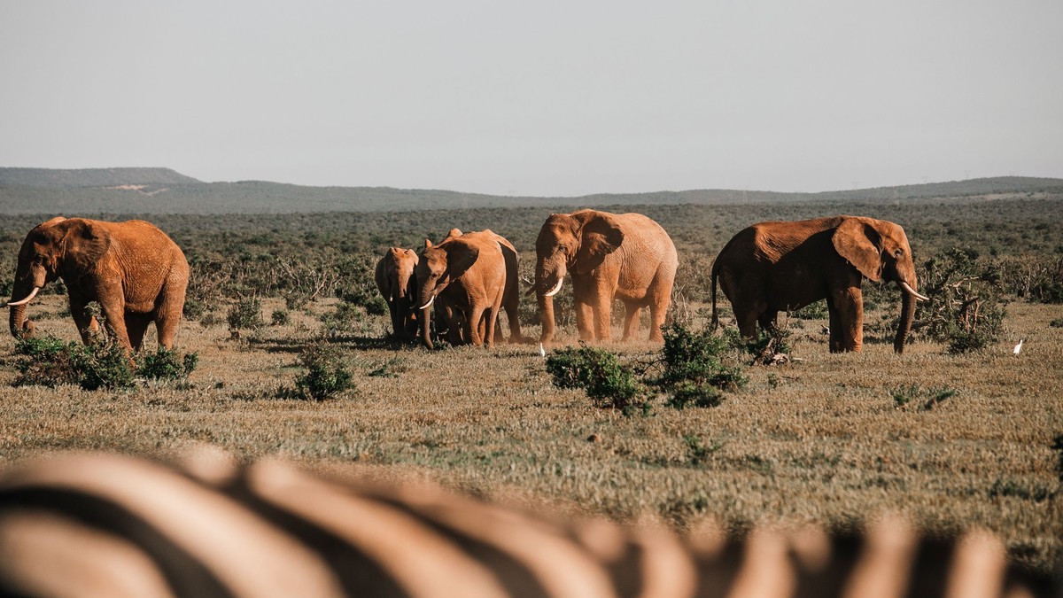 Wildebeest Migration Tracker: Live Location Guide - photo 2