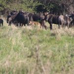 Wildebeest River Crossing Chances: The Honest Odds