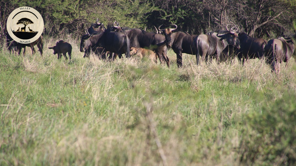 Wildebeest River Crossing Chances: The Honest Odds