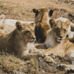 Wildlife Conservation Volunteer Kenya Safari Guide