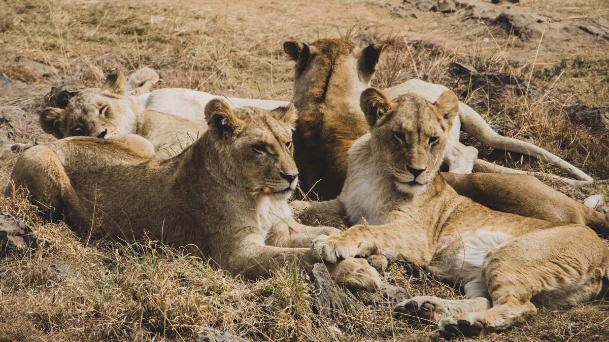 Wildlife Conservation Volunteer Kenya Safari Guide