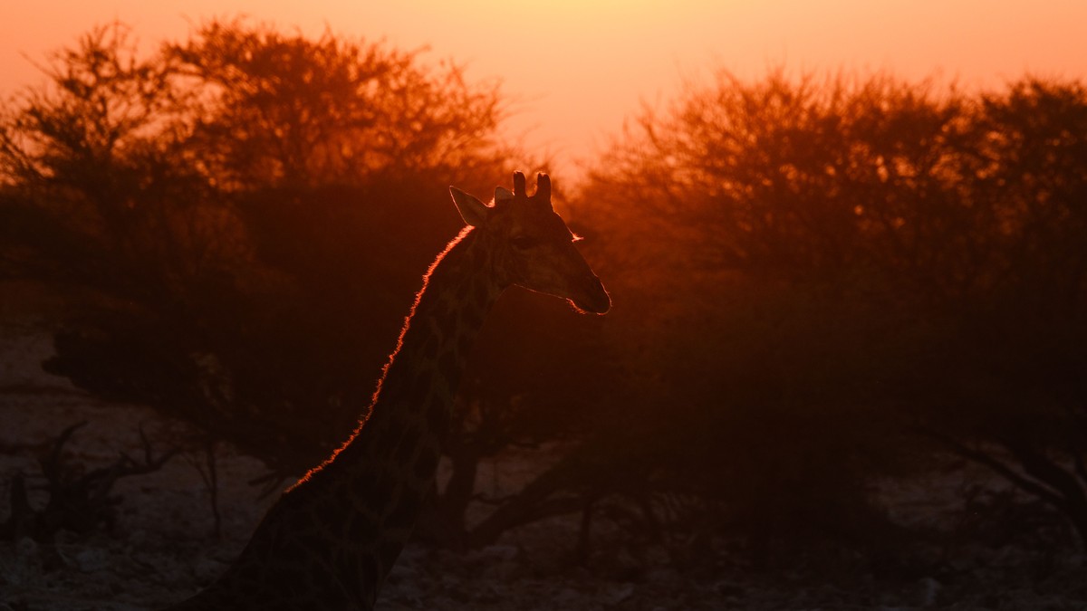 Wildlife Conservation Volunteer Kenya Safari Guide - photo 1