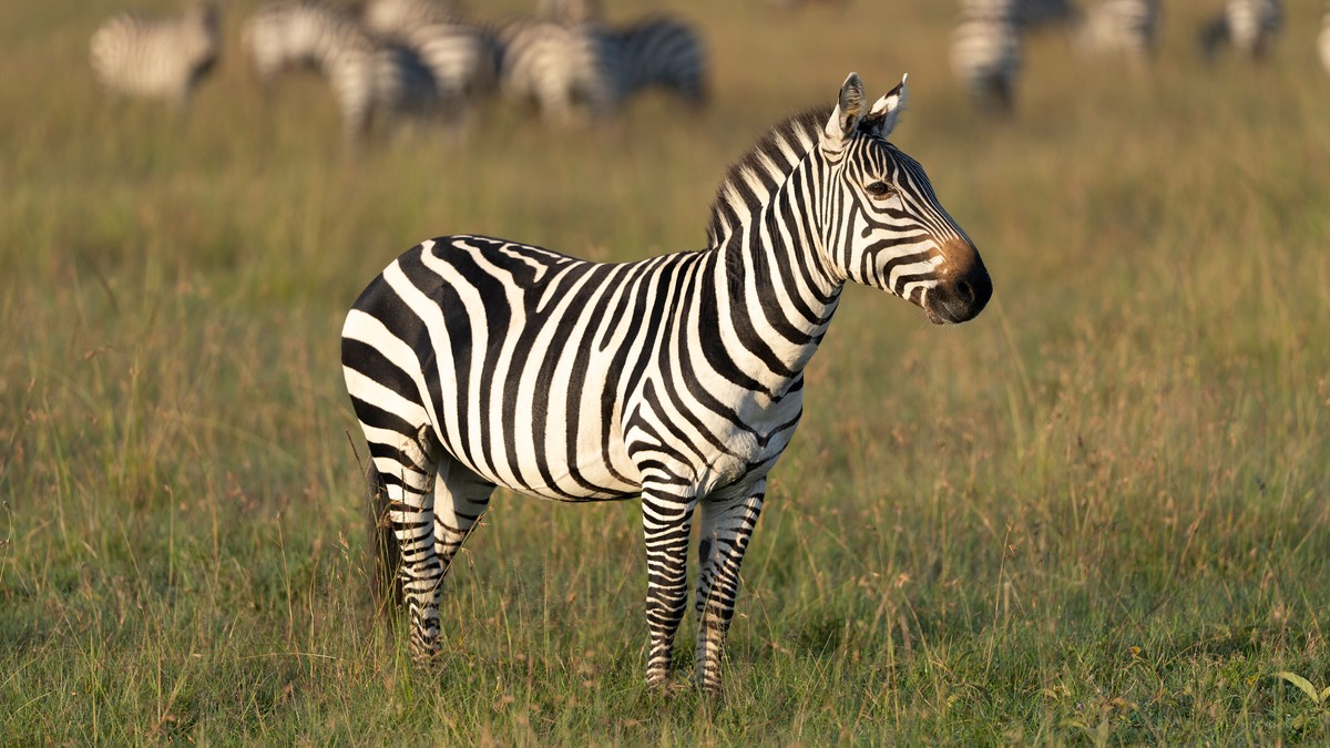Wildlife Conservation Volunteer Kenya Safari Guide - photo 2