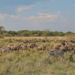 The Worst Time to Visit Kenya on Safari (And Why)