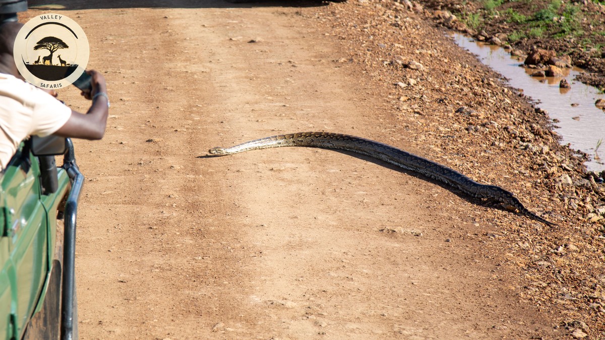 The Worst Time to Visit Kenya on Safari (And Why) - photo 2