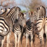 Yellow Fever Vaccine for Kenya Safari: Do You Need It?