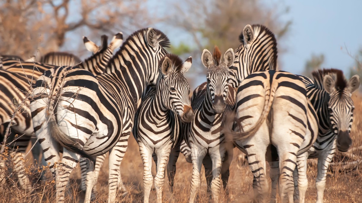 Yellow Fever Vaccine for Kenya Safari: Do You Need It?