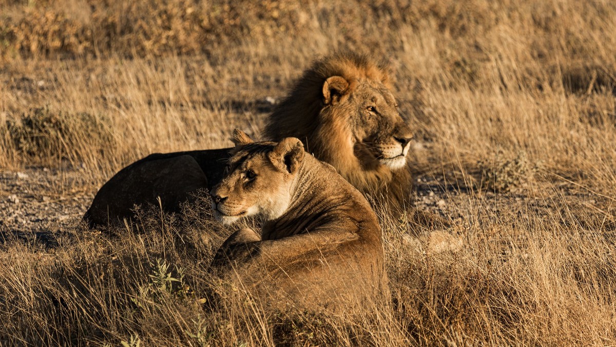 Yellow Fever Vaccine for Kenya Safari: Do You Need It? - photo 1