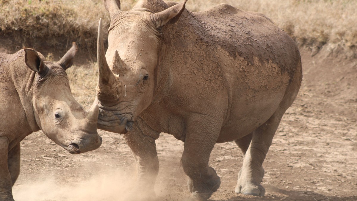 Yellow Fever Vaccine for Kenya Safari: Do You Need It? - photo 2