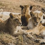Yellow Fever Certificate for Kenya: The Transit Rule