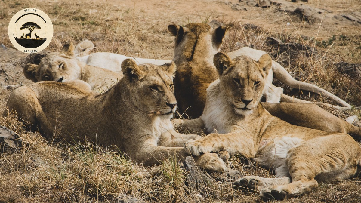 Yellow Fever Certificate for Kenya: The Transit Rule
